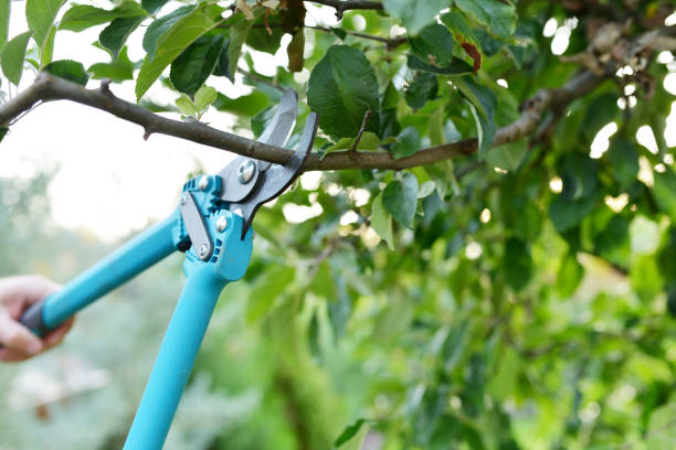 Residential Tree Removal in Denison, IA